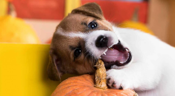 Dogs Eat Pumpkin