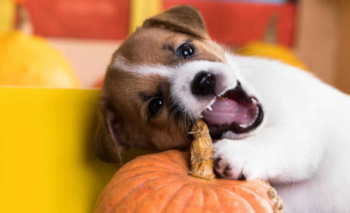 Dogs Eat Pumpkin